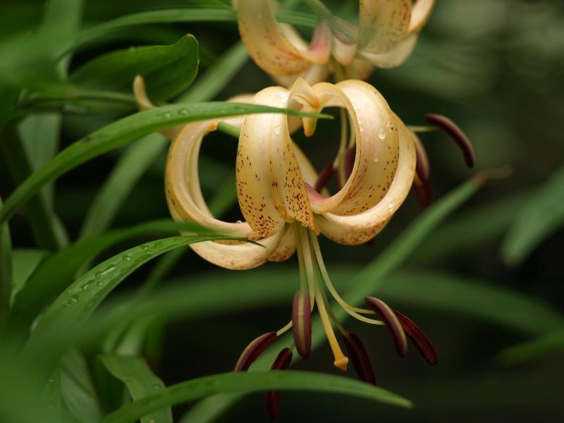 Photo of Lily (Lilium 'Ariadne') uploaded by wickerparker