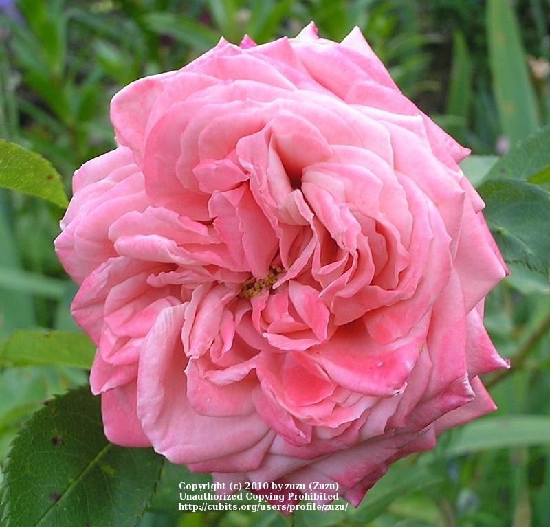Photo of Rose (Rosa 'Chic') uploaded by zuzu