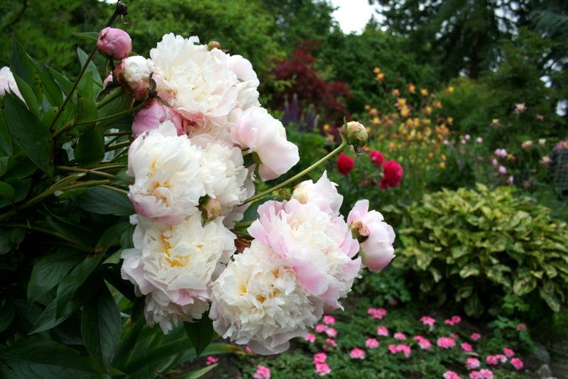 Photo of Peonies (Paeonia) uploaded by Calif_Sue