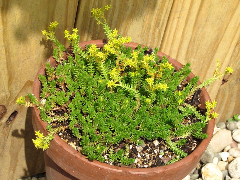 Photo of Tasteless Stonecrop (Sedum sexangulare) uploaded by colormyworld