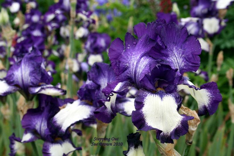 Photo of Tall Bearded Iris (Iris 'Stepping Out') uploaded by Calif_Sue