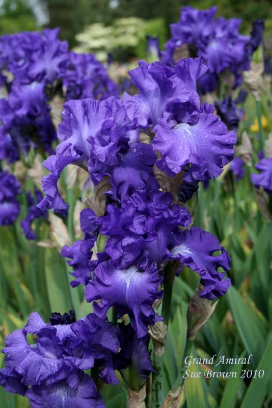 Photo of Tall Bearded Iris (Iris 'Grand Amiral') uploaded by Calif_Sue