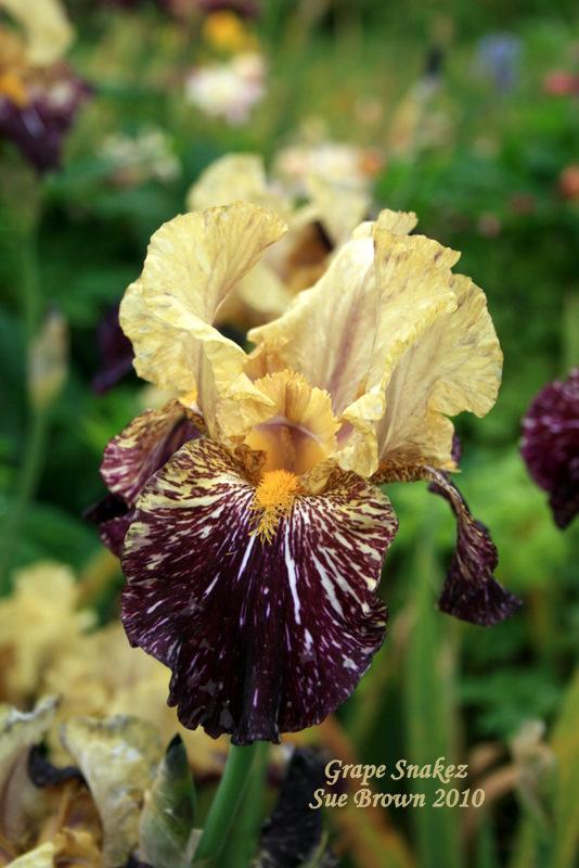 Photo of Tall Bearded Iris (Iris 'Grape Snakez') uploaded by Calif_Sue