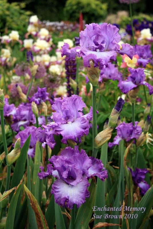 Photo of Tall Bearded Iris (Iris 'Enchanted Memory') uploaded by Calif_Sue