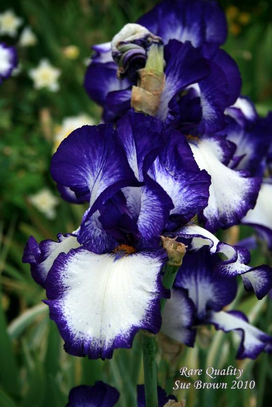 Photo of Tall Bearded Iris (Iris 'Rare Quality') uploaded by Calif_Sue