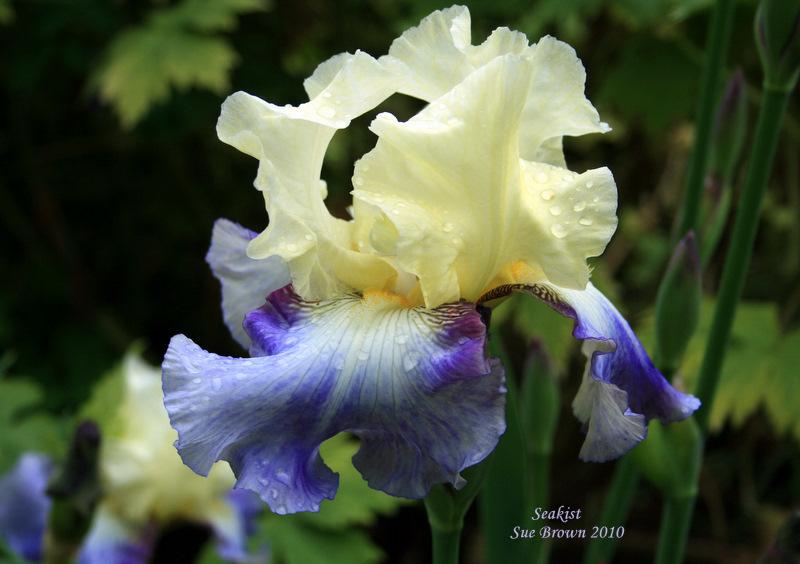 Photo of Tall Bearded Iris (Iris 'Seakist') uploaded by Calif_Sue