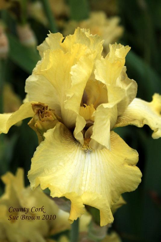 Photo of Tall Bearded Iris (Iris 'County Cork') uploaded by Calif_Sue
