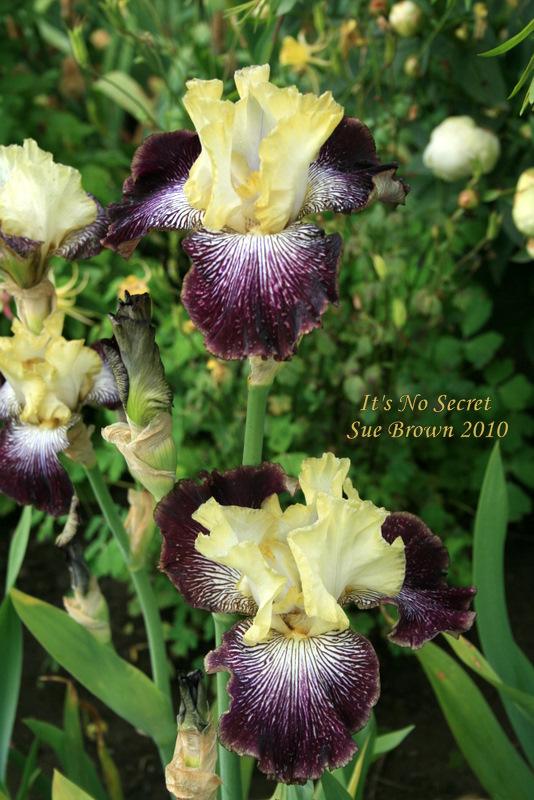 Photo of Tall Bearded Iris (Iris 'It's No Secret') uploaded by Calif_Sue