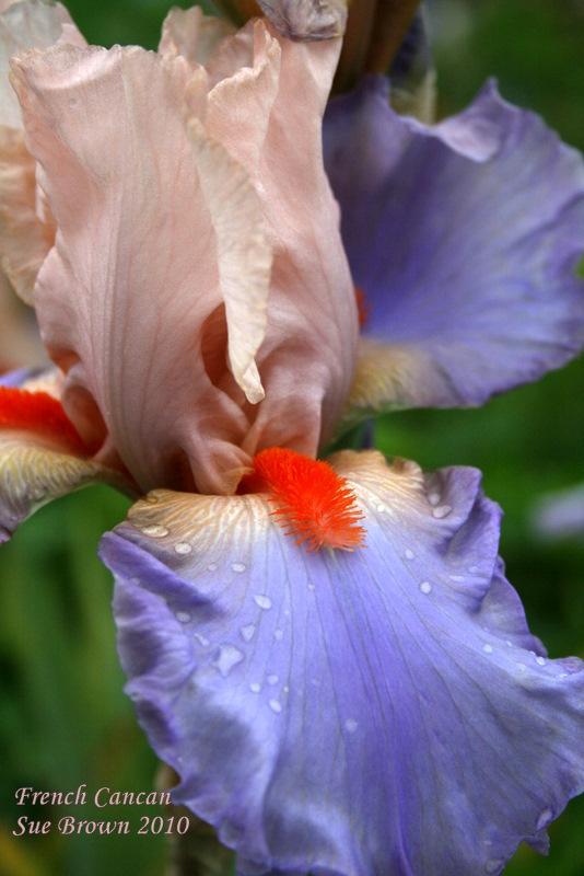Photo of Tall Bearded Iris (Iris 'French Cancan') uploaded by Calif_Sue
