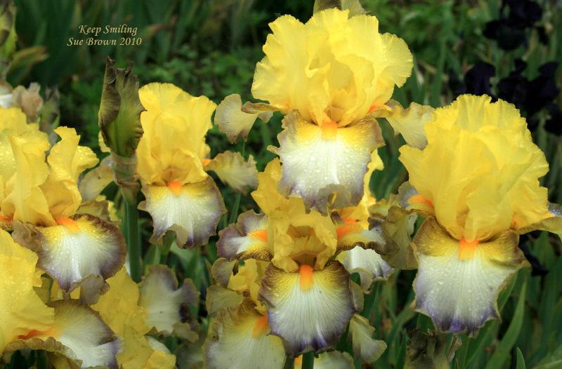 Photo of Tall Bearded Iris (Iris 'Keep Smiling') uploaded by Calif_Sue