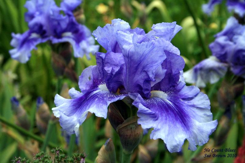 Photo of Tall Bearded Iris (Iris 'No Count Blues') uploaded by Calif_Sue