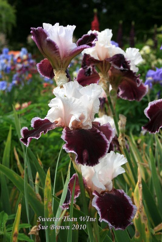 Photo of Tall Bearded Iris (Iris 'Sweeter than Wine') uploaded by Calif_Sue