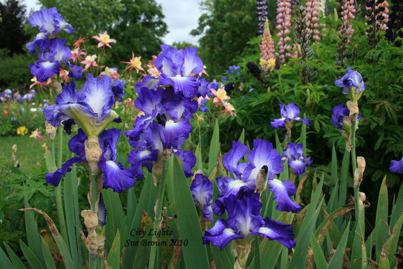 Photo of Tall Bearded Iris (Iris 'City Lights') uploaded by Calif_Sue