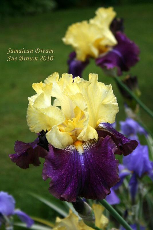 Photo of Tall Bearded Iris (Iris 'Jamaican Dream') uploaded by Calif_Sue