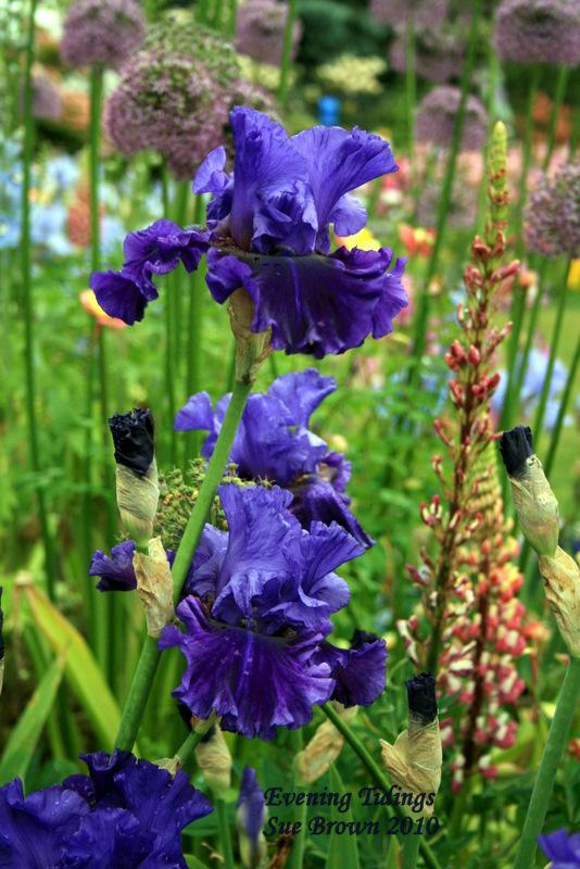 Photo of Tall Bearded Iris (Iris 'Evening Tidings') uploaded by Calif_Sue