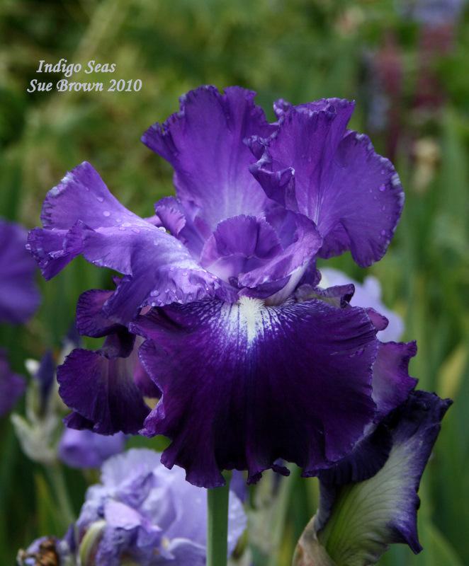 Photo of Tall Bearded Iris (Iris 'Indigo Seas') uploaded by Calif_Sue