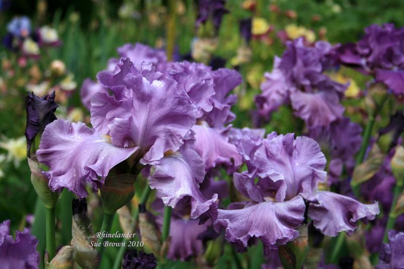 Photo of Tall Bearded Iris (Iris 'Rhinelander') uploaded by Calif_Sue