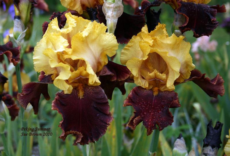 Photo of Tall Bearded Iris (Iris 'Peking Summer') uploaded by Calif_Sue