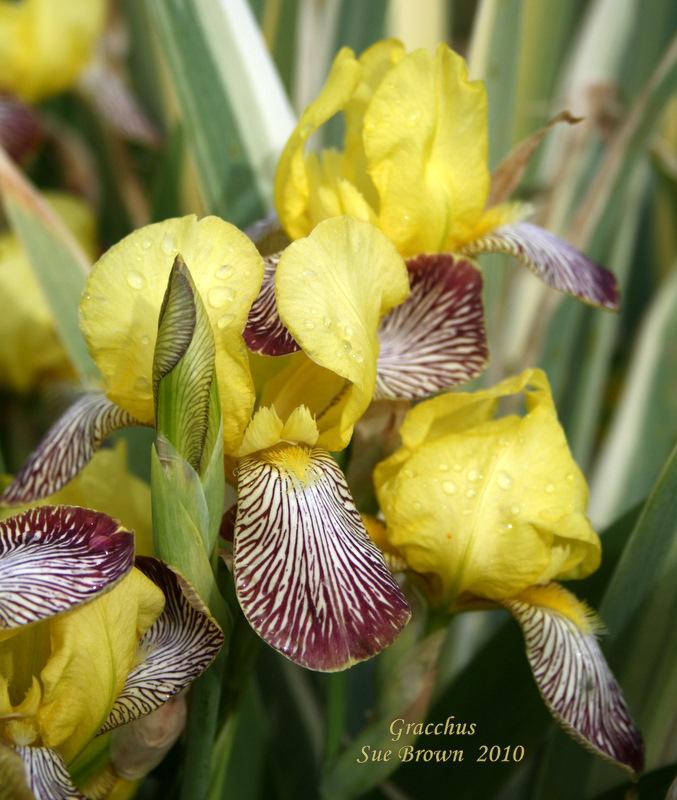 Photo of Miniature Tall Bearded Iris (Iris 'Gracchus') uploaded by Calif_Sue