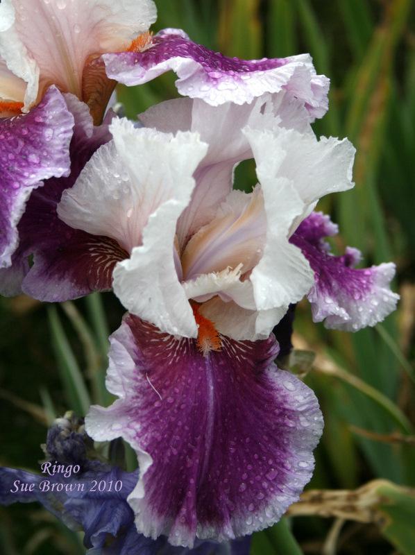 Photo of Tall Bearded Iris (Iris 'Ringo') uploaded by Calif_Sue