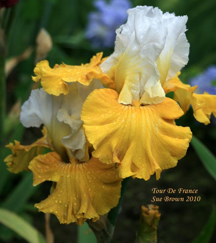 Photo of Tall Bearded Iris (Iris 'Tour de France') uploaded by Calif_Sue