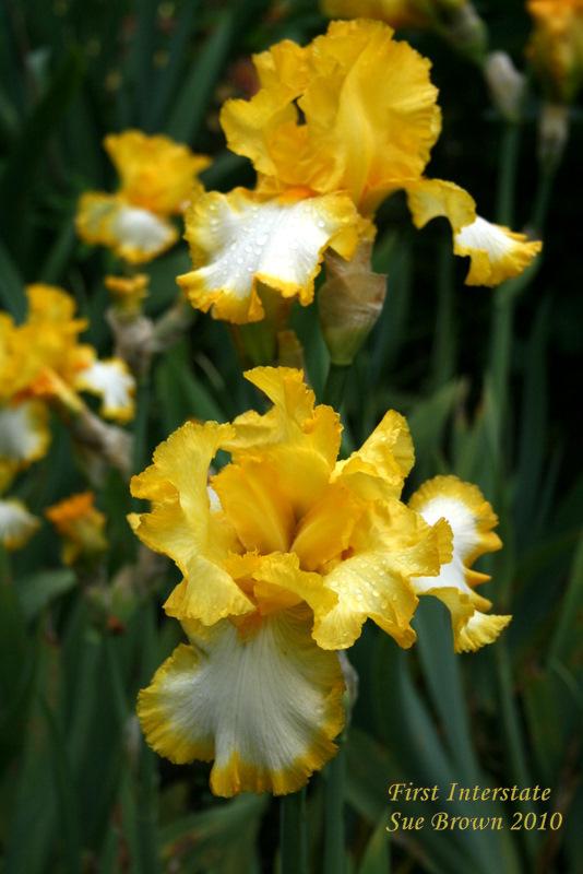 Photo of Tall Bearded Iris (Iris 'First Interstate') uploaded by Calif_Sue