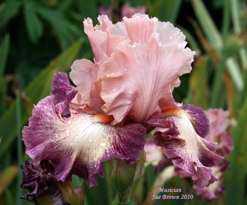 Photo of Tall Bearded Iris (Iris 'Musician') uploaded by Calif_Sue