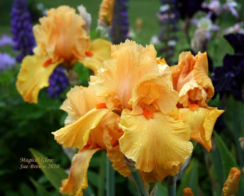 Photo of Tall Bearded Iris (Iris 'Magical Glow') uploaded by Calif_Sue