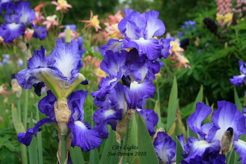Photo of Tall Bearded Iris (Iris 'City Lights') uploaded by Calif_Sue