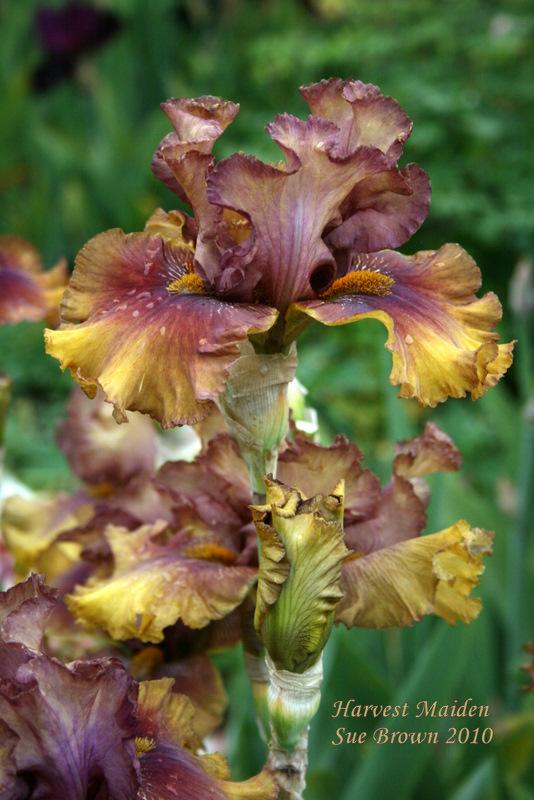 Photo of Tall Bearded Iris (Iris 'Harvest Maiden') uploaded by Calif_Sue