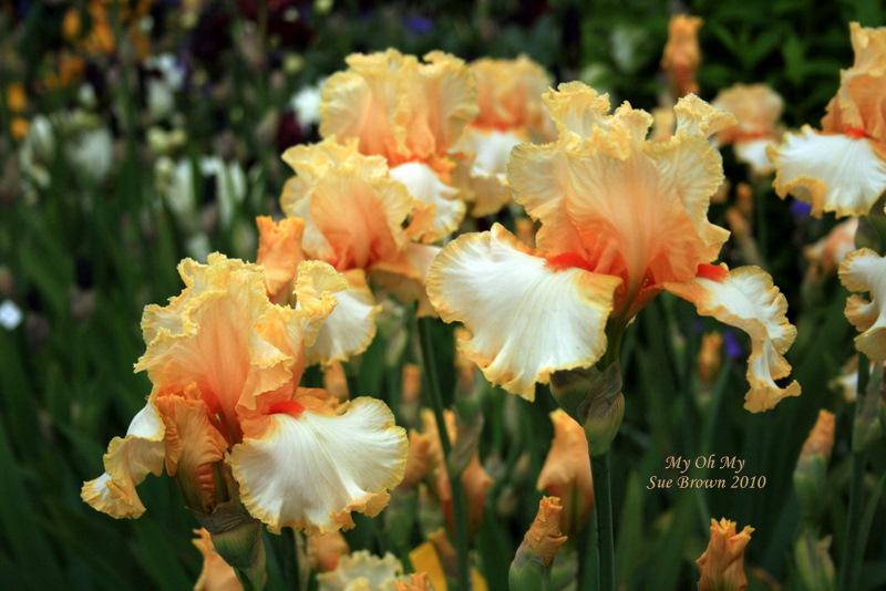 Photo of Tall Bearded Iris (Iris 'My Oh My') uploaded by Calif_Sue