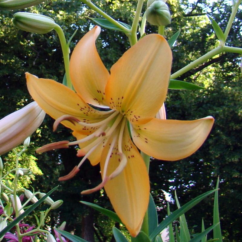 Photo of Lily (Lilium 'Pendant Peach') uploaded by stilldew