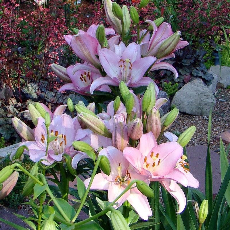 Photo of Lily (Lilium 'Samur') uploaded by stilldew