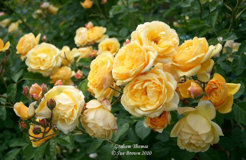 Photo of Rose (Rosa 'Graham Thomas') uploaded by Calif_Sue