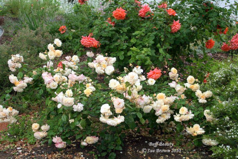 Photo of Hybrid Musk Rose (Rosa 'Buff Beauty') uploaded by Calif_Sue