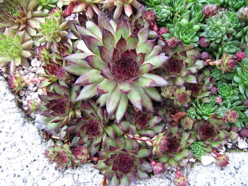 Photo of Hen and Chicks (Sempervivum 'Bronco') uploaded by colormyworld