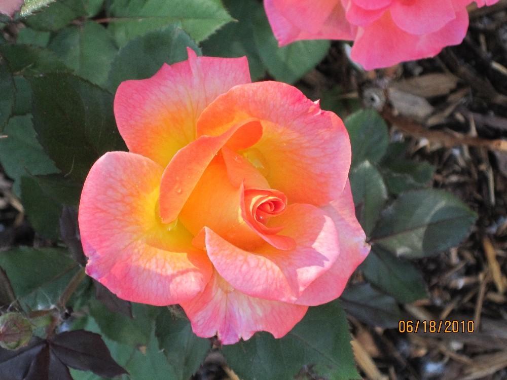 Photo of Rose (Rosa 'Mardi Gras') uploaded by Skiekitty