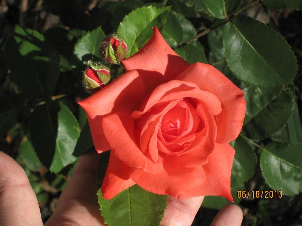 Photo of Rose (Rosa 'Orange Velvet') uploaded by Skiekitty