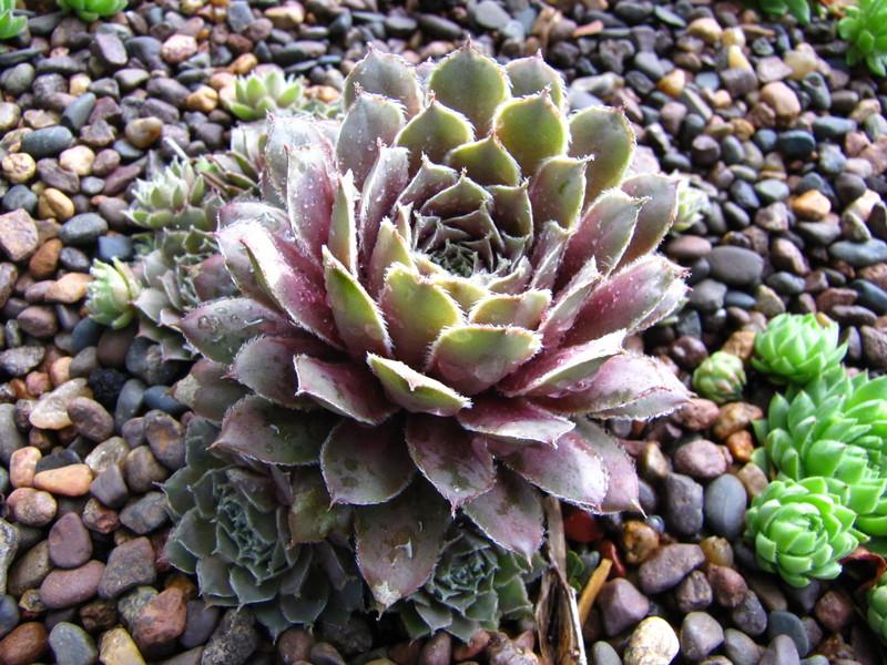 Photo of Hen and Chicks (Sempervivum 'Hullabaloo') uploaded by colormyworld