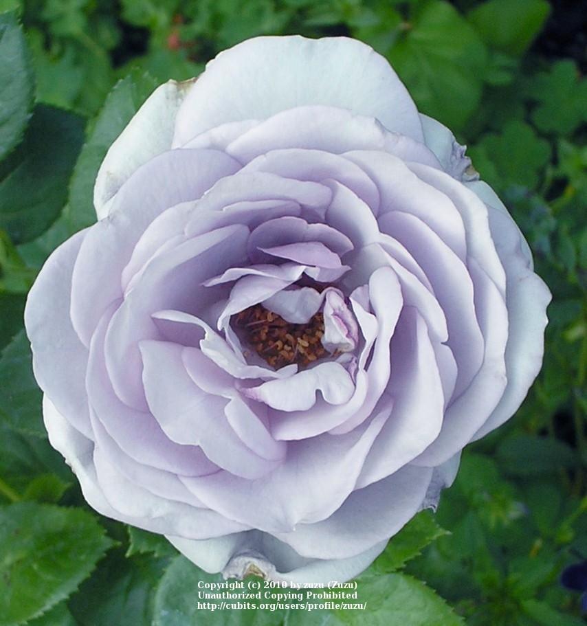 Photo of Rose (Rosa 'Blue Bajou') uploaded by zuzu