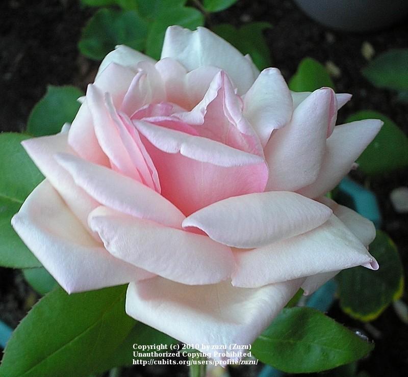 Photo of Rose (Rosa 'Betty') uploaded by zuzu