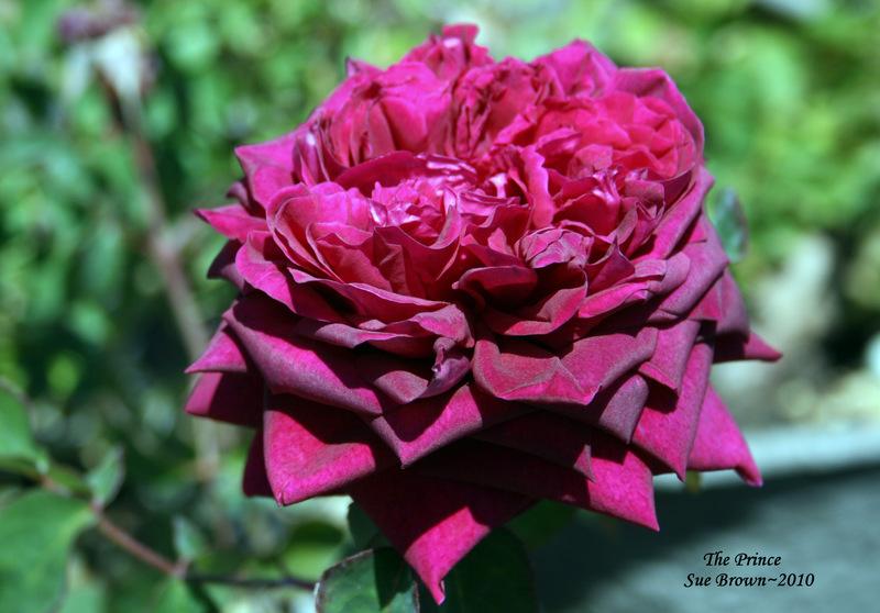 Photo of English Shrub Rose (Rosa 'The Prince') uploaded by Calif_Sue