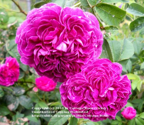 Photo of Gallica Rose (Rosa 'Charles de Mills') uploaded by Cottage_Rose