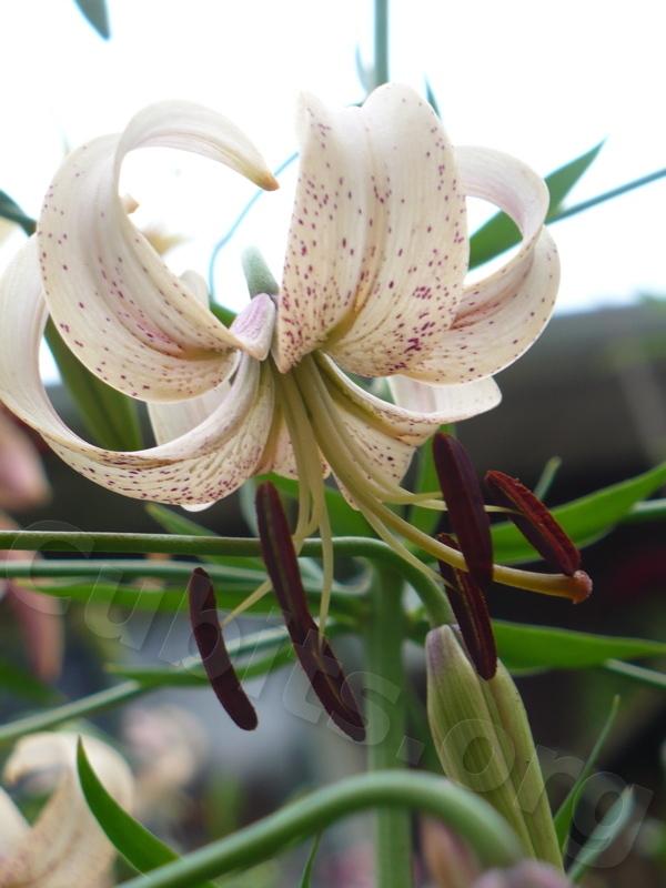 Photo of Lily (Lilium 'Ariadne') uploaded by magnolialover
