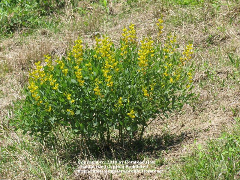 Photo of Yellow Wild indigo (Baptisia sphaerocarpa) uploaded by Horntoad