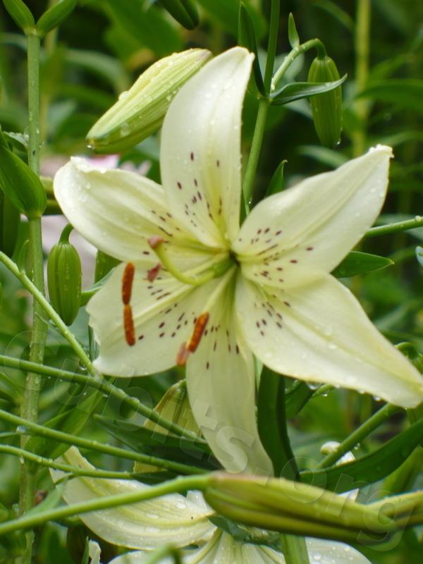Photo of Lily (Lilium 'Sweet Surrender') uploaded by magnolialover
