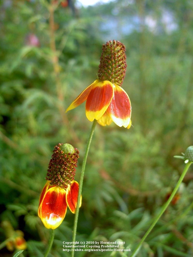 Photo of Mexican Hat (Ratibida columnifera) uploaded by Horntoad