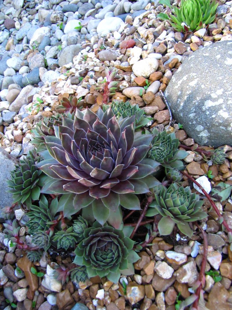 Photo of Sempervivum uploaded by colormyworld