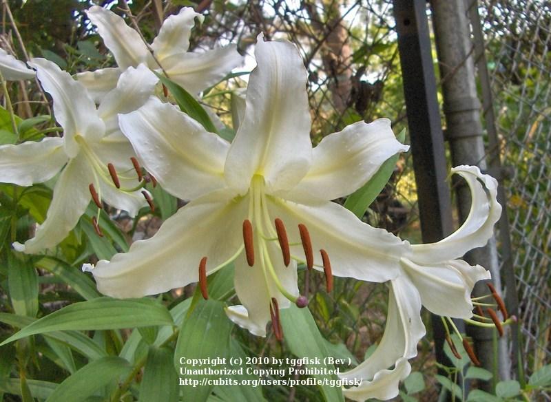 Photo of Lily (Lilium 'Moonfairy') uploaded by tggfisk