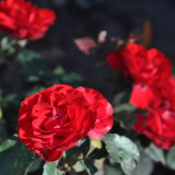 Photo of Rose (Rosa 'Europeana') uploaded by Steve812
